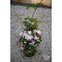 Kép 2/3 - Sokvirágú jázmin - Jasminum polyanthum