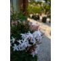 Kép 3/3 - Sokvirágú jázmin - Jasminum polyanthum