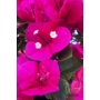 Kép 4/4 - Murvafürt - Bougainvillea virága