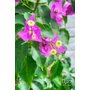 Imagine 3/7 - Murvafürt - Bougainvillea - &quot;Magenta&quot; 