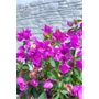 Imagine 5/7 - Murvafürt - Bougainvillea - &quot;Magenta&quot; 
