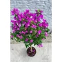 Imagine 6/7 - Murvafürt - Bougainvillea - &quot;Magenta&quot; 