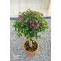 Bild 2/6 - Murvafürt - Bougainvillea - &quot;Magenta&quot; őstörzses, cserépben