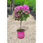 Imagine 1/5 - Murvafürt - Bougainvillea cserépben