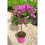 Imagine 3/5 - Murvafürt - Bougainvillea - "Törzses"