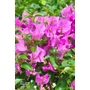 Imagine 4/5 - Murvafürt - Bougainvillea - "Törzses"