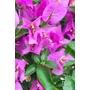 Imagine 5/5 - Murvafürt - Bougainvillea - "Törzses"