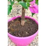 Imagine 2/4 - Murvafürt - Bougainvillea - "Törzses"
