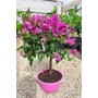 Imagine 3/4 - Murvafürt - Bougainvillea - "Törzses"