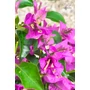 Imagine 4/4 - Murvafürt - Bougainvillea - "Törzses"
