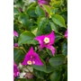 Bild 4/6 - Murvafürt - Bougainvillea - &quot;Magenta&quot;  virág