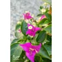 Obraz 5/6 - Murvafürt - Bougainvillea - &quot;Magenta&quot;  virág