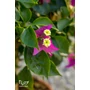 Bild 6/6 - Murvafürt - Bougainvillea - &quot;Magenta&quot;  virág