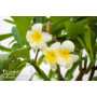 Kép 4/4 - Pluméria - Hawaii Rózsa - Frangipani virága