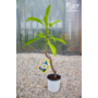 Kép 1/4 - plumiéria 18 cm-es cserépben, 80-90 cm magasságú méretben megvásárolható kertészet webshopunkban.