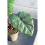 Obraz 2/4 - Alocasia sarawakensis ’Yucatan Princess’