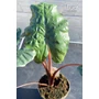 Obraz 4/4 - Alocasia sarawakensis ’Yucatan Princess’