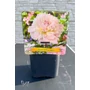 Imagine 2/4 - Illatos bazsarózsa - Paeonia lactiflora 'Alertie'