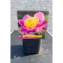 Imagine 2/4 - Illatos bazsarózsa - Paeonia lactiflora 'Blow of Beauty'