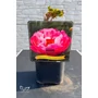 Imagine 2/4 - Paeonia lactiflora 'Coral Sunset'