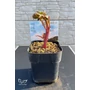 Imagine 3/4 - Paeonia lactiflora 'Coral Sunset'