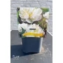 Imagine 2/4 - Illatos bazsarózsa - Paeonia lactiflora 'Duchesse de Nemours'