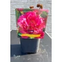 Imagine 2/4 - Paeonia lactiflora 'Fiona'