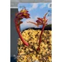 Imagine 4/4 - Paeonia lactiflora 'Fiona'