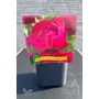 Imagine 2/4 - Illatos bazsarózsa - Paeonia lactiflora 'Karl Rosenfield'