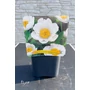 Imagine 2/4 - Paeonia lactiflora 'Krinkled White'