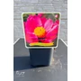 Imagine 2/4 - Illatos bazsarózsa - Paeonia lactiflora 'Nymphe'