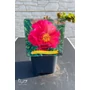 Imagine 2/4 - Paeonia lactiflora 'Paula Fay'