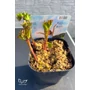 Imagine 4/4 - Paeonia lactiflora 'Paula Fay'