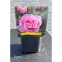Imagine 2/4 - Illatos bazsarózsa - Paeonia lactiflora 'Sarah Bernhardt'