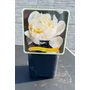 Imagine 2/4 - Paeonia lactiflora 'Shirley Temple'
