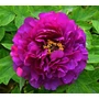 Imagine 1/6 - Fás bazsarózsa - Paeonia suffruticosa Lavender