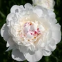 Imagine 1/4 - Illatos bazsarózsa - Paeonia lactiflora 'Festiva Maxima'
