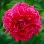 Imagine 1/4 - Illatos bazsarózsa - Paeonia lactiflora 'Kansas'