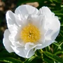 Imagine 1/4 - Illatos bazsarózsa - Paeonia lactiflora 'Krinkled White"