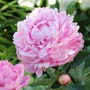 Imagine 1/4 - Illatos bazsarózsa - Paeonia lactiflora 'Sarah Bernhardt'