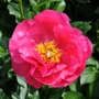 Imagine 1/4 - Illatos bazsarózsa - Paeonia lactiflora 'Paula Fay'