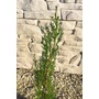 Bild 2/4 - Európai ciprus 'Totem' - Cupressus sempervirens