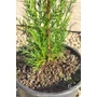 Bild 4/4 - Európai ciprus 'Totem' - Cupressus sempervirens