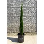 Imagine 1/5 - Európai ciprus 'Totem' - Cupressus sempervirens