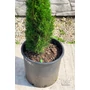 Imagine 2/5 - Európai ciprus 'Totem' - Cupressus sempervirens
