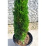Imagine 3/5 - Európai ciprus 'Totem' - Cupressus sempervirens