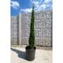 Imagine 4/5 - Európai ciprus 'Totem' - Cupressus sempervirens