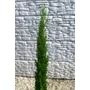 Imagine 5/5 - Európai ciprus 'Totem' - Cupressus sempervirens