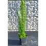 Obraz 4/4 - Európai ciprus 'Totem' - Cupressus sempervirens