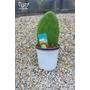 Kép 3/3 - Fügekaktusz - Opuntia eladó